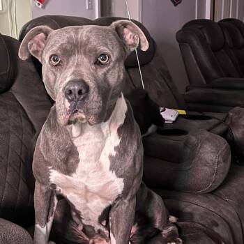 Versace -  Pit Bull Terrier and Mixed Breed Dog for Adoption in Olathe, Kansas - Versace | PetCurious