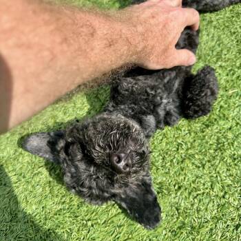 Lawrence -  Poodle Dog for Adoption in Matteson, Illinois - Lawrence | PetCurious