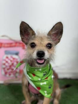 Brownie -  Border Terrier and Schnauzer Dog for Adoption in Carlsbad, California - Brownie | PetCurious