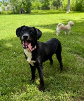 Cherry Blossom The Sweet One -  Labrador Retriever and German Shepherd Dog Dog for Adoption in Friendswood, Texas - Cherry Blossom The Sweet One | PetCurious