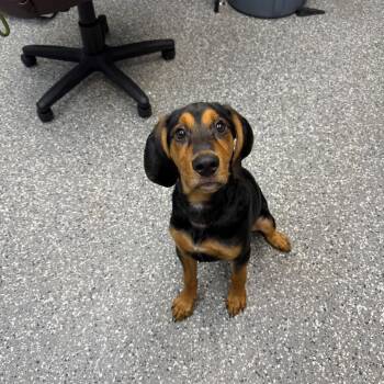 Sheriff -  Hound and Mixed Breed Dog for Adoption in Parkersburg, West Virginia - Sheriff | PetCurious