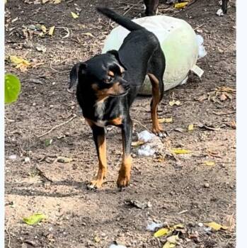 Rescue Chihuahua and Pug Dogs for Adoption in Dallas, Texas - Milton | PetCurious