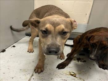 Rescue Pit Bull Terrier and Mixed Breed Dogs for Adoption in Conroe, Texas - A419960 | PetCurious