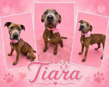 Tiara -  Pit Bull Terrier and Mixed Breed Dog for Adoption in Seagoville, Texas - Tiara | PetCurious