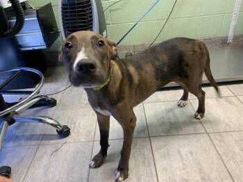 Rescue Catahoula Leopard Dog and Mixed Breed Dogs for Adoption in Grand Prairie, Texas - DISH SOAP | PetCurious