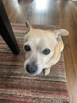 Pewee -  Chihuahua Dog for Adoption in Chesapeake City, Maryland - Pewee | PetCurious