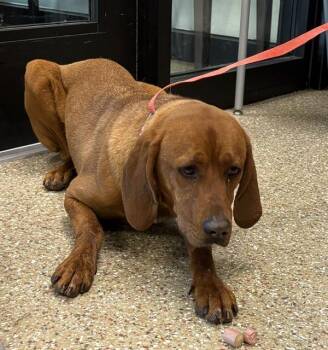 Redbone Coonhound Dogs Available for Adoption in Clyde, North Carolina - HONDO | PetCurious