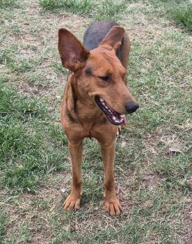 Ruby -  Shepherd and Doberman Pinscher Dog for Adoption in Mcallen, Texas - Ruby | PetCurious