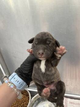 Rescue Terrier and Mixed Breed Dogs for Adoption in Fort Worth, Texas - 59657594 | PetCurious