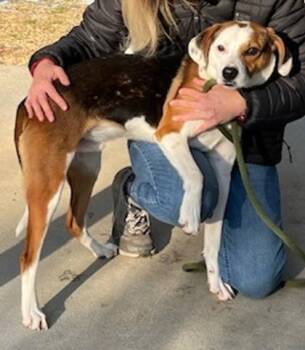 Mixed Breed Dogs Available for Adoption - Rio | PetCurious