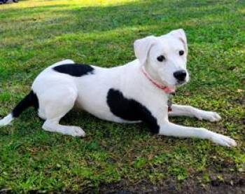 Mixed Breed Dogs Available for Adoption - Bells | PetCurious
