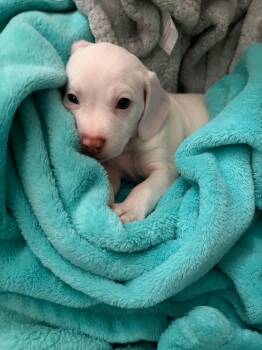 Sweet pea -  Chihuahua and Beagle Dog for Adoption in Holly Springs, North Carolina - Sweet Pea | PetCurious