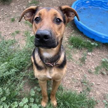 Harlem -  Mixed Breed and Rottweiler Dog for Adoption in Flagstaff, Arizona - Harlem | PetCurious