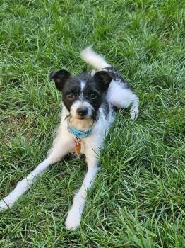 Jack -  Terrier Dog for Adoption in Minneapolis, Minnesota - Jack | PetCurious