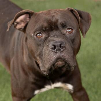 Rescue Staffordshire Bull Terrier and Mixed Breed Dogs for Adoption in Boca Raton, Florida - Ziggy | PetCurious