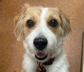 Simon -  Parson Russell Terrier Dog for Adoption in Euclid, Ohio - Simon | PetCurious