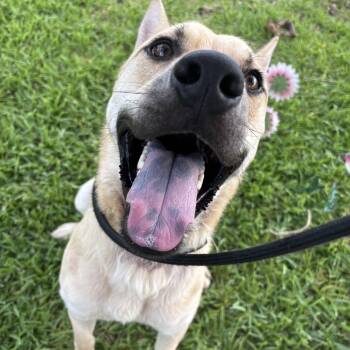 Samwise -  Mixed Breed Dog for Adoption in Pearland, Texas - Samwise | PetCurious