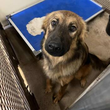 Rescue German Shepherd Dog Dogs for Adoption in Stephenville, Texas - Trixie | PetCurious