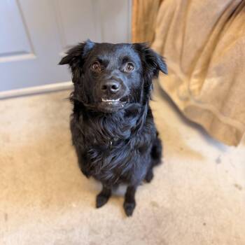 Flat Coated Retriever Dogs Available for Adoption in Mettawa, Illinois - Osito- Little Bear  | PetCurious