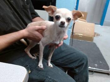 SHELL -  Chihuahua and Mixed Breed Dog for Adoption in Albuquerque, New Mexico - SHELL | PetCurious