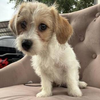 Maltese and Chihuahua Dogs Available for Adoption in Liverpool, Texas - Daisy | PetCurious