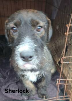 Basset Hound and Terrier Dogs Available for Adoption in Severance, Colorado - Sherlock | PetCurious