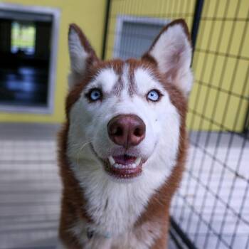 Wanda -  Husky and Mixed Breed Dog for Adoption in Bradenton, Florida - Wanda | PetCurious