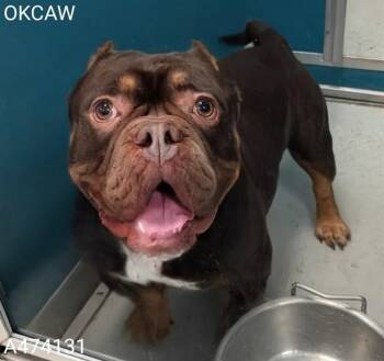 Pit Bull Terrier and Mixed Breed Dogs Available for Adoption in Oklahoma City, Oklahoma - BLAZE | PetCurious