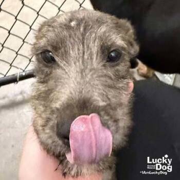 Kettle -  Airedale Terrier Dog for Adoption in Washington, District Of Columbia - Kettle | PetCurious