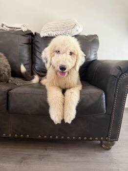 Old English Sheepdog Dogs Available for Adoption in Silsbee, Texas - Millie #A-142073 | PetCurious
