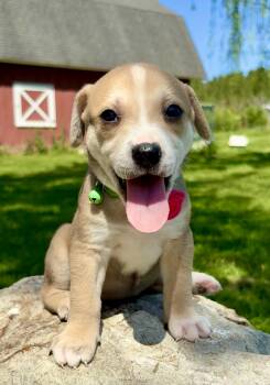 Retriever and American Bulldog Dogs Available for Adoption in Pittsboro, North Carolina - Miranda  | PetCurious