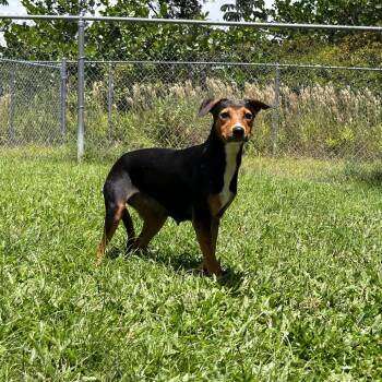 Jazzy -  Australian Cattle Dog Blue Heeler Dog for Adoption in Keaau, Hawaii - Jazzy | PetCurious