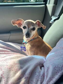 Olive -  Chihuahua and Dachshund Dog for Adoption in Clovis, California - Olive | PetCurious