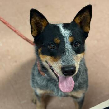 Australian Cattle Dog Blue Heeler Dogs Available for Adoption in Fort Smith, Arkansas - Josey Wales | PetCurious