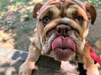 DJ (Deuce-Juice) -  English Bulldog Dog for Adoption in Annapolis, Maryland - DJ (Deuce-Juice) | PetCurious