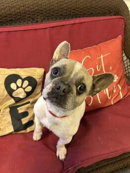 French Bulldog Dogs Available for Adoption in Sparta, Illinois - Duckie | PetCurious