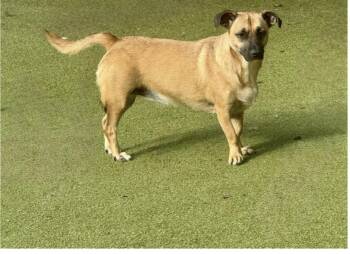 Chihuahua and Terrier Dogs Available for Adoption in Houston, Texas - CHIQUITA | PetCurious