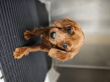 Cavapoo Dogs Available for Adoption - Frederick Springfield  | PetCurious