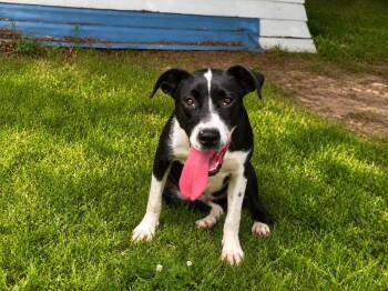 Wanda -  Hound Dog for Adoption in Orangeburg, South Carolina - Wanda | PetCurious