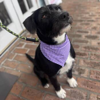 Hoover -  Schnauzer and Border Terrier Dog for Adoption in New Orleans, Louisiana - Hoover | PetCurious