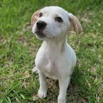 Emma -  Labrador Retriever and Mixed Breed Dog for Adoption in Cleveland, Texas - Emma | PetCurious