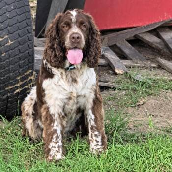 Georgia -  Cocker Spaniel Dog for Adoption in Atlanta, Georgia - Georgia | PetCurious