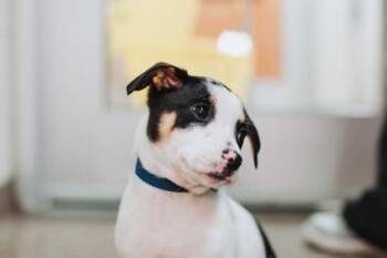 Rat Terrier and Mixed Breed Dogs Available for Adoption - 90209a Coal | PetCurious