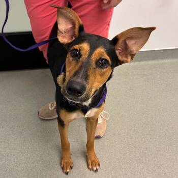 Zoey -  German Pinscher and Shepherd Dog for Adoption in Abilene, Texas - Zoey | PetCurious