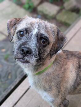 Pablo 425 -  Shih Tzu and Pug Dog for Adoption in New Berlin, Wisconsin - Pablo 425 | PetCurious
