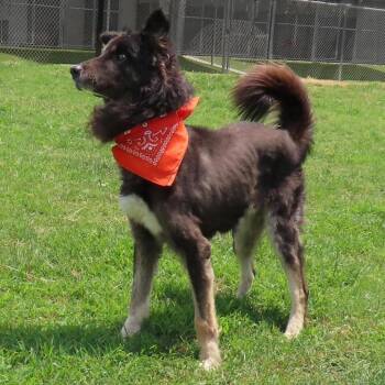 Govner -  Shepherd and Mixed Breed Dog for Adoption in Wadena, Minnesota - Govner | PetCurious