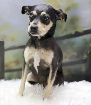 Brownie -  Chihuahua Dog for Adoption in Casa Grande, Arizona - Brownie | PetCurious