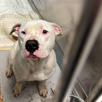 Mixed Breed Dogs Available for Adoption in Davenport, Iowa - Zeus | PetCurious