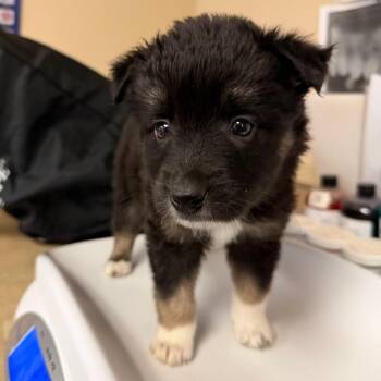 Teensy - In Foster! -  Mixed Breed Dog for Adoption in Flagstaff, Arizona - Teensy - In Foster! | PetCurious