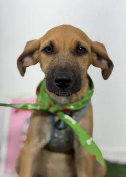 Fiji-One of our Amazing Rescue Dogs -  German Shepherd Dog and Rhodesian Ridgeback Dog for Adoption in Carlsbad, California - Fiji-One Of Our Amazing Rescue Dogs | PetCurious